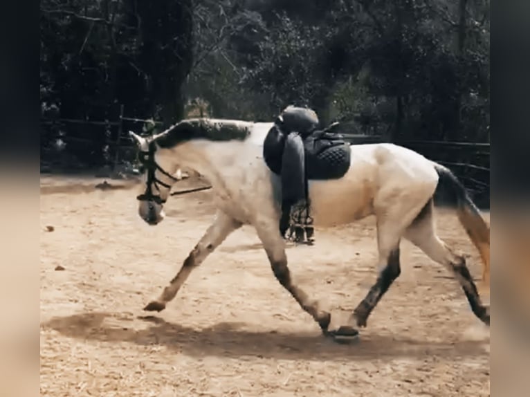 PRE Jument 11 Ans 168 cm Gris in Cadiar