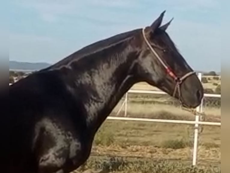 PRE Croisé Jument 11 Ans 168 cm Noir in Navalvillar De Pela