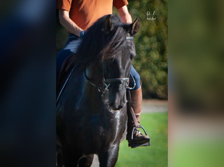 PRE Croisé Jument 11 Ans 170 cm Noir in La Vespière-Friardel