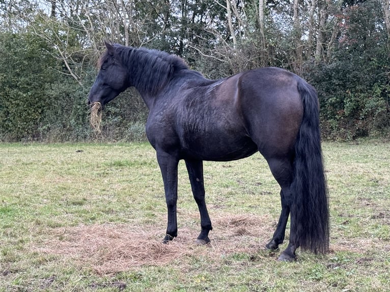 PRE Croisé Jument 11 Ans 170 cm Noir in La Vespière-Friardel