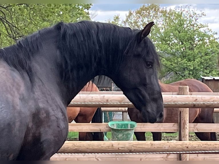 PRE Croisé Jument 11 Ans 170 cm Noir in La Vespière-Friardel