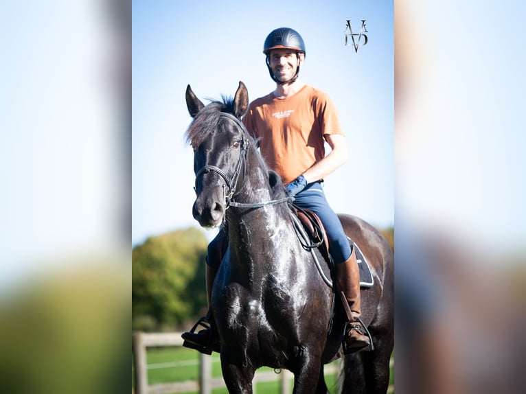 PRE Croisé Jument 11 Ans 170 cm Noir in La Vespière-Friardel