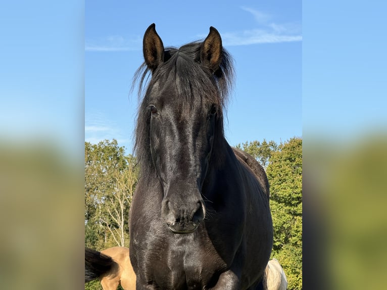 PRE Croisé Jument 11 Ans 170 cm Noir in La Vespière-Friardel