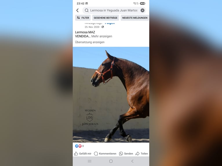 PRE Croisé Jument 11 Ans in Klettgau