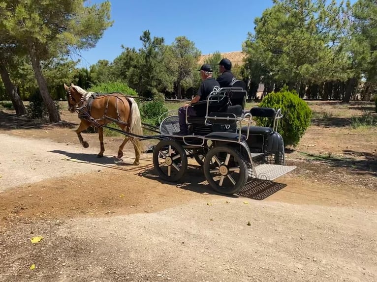 PRE Croisé Jument 11 Ans Perle in Albacete