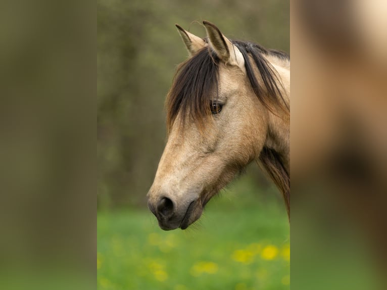 PRE Jument 12 Ans 155 cm Buckskin in Feuchtwangen