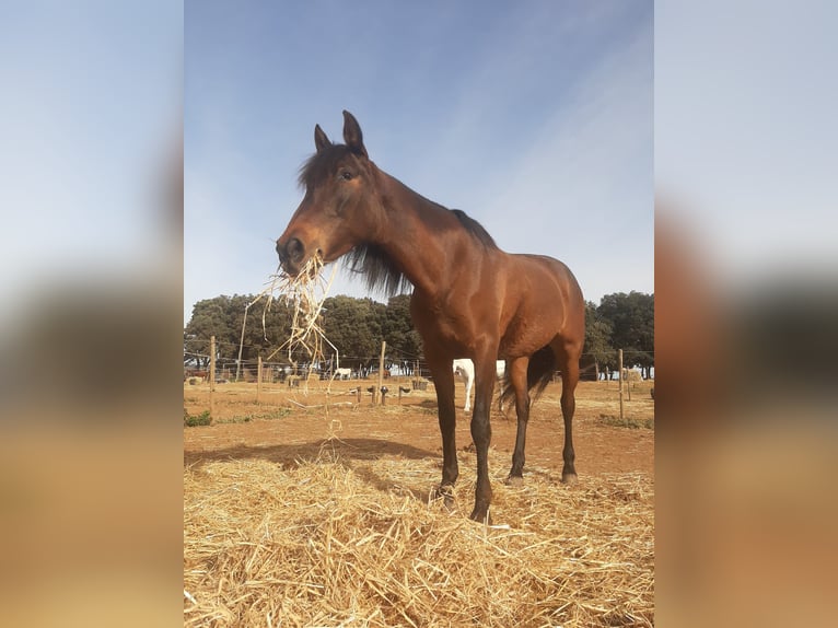 PRE Jument 12 Ans 160 cm Bai brun in Serinya