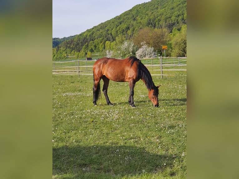 PRE Croisé Jument 12 Ans 160 cm Bai in Dollnstein