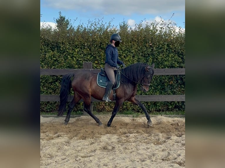 PRE Croisé Jument 12 Ans 163 cm Bai in Daleiden