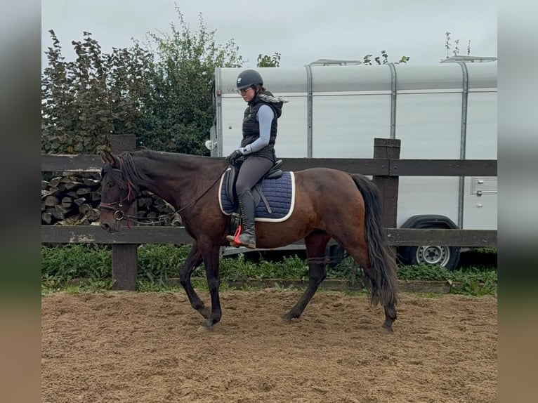 PRE Croisé Jument 12 Ans 163 cm Bai in Daleiden