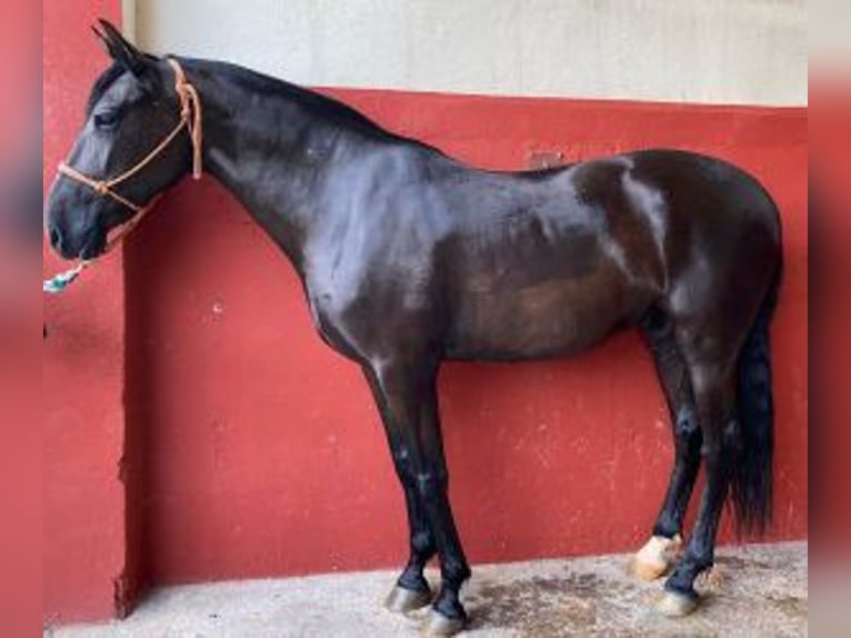 PRE Croisé Jument 12 Ans 165 cm Noir in MALAGA