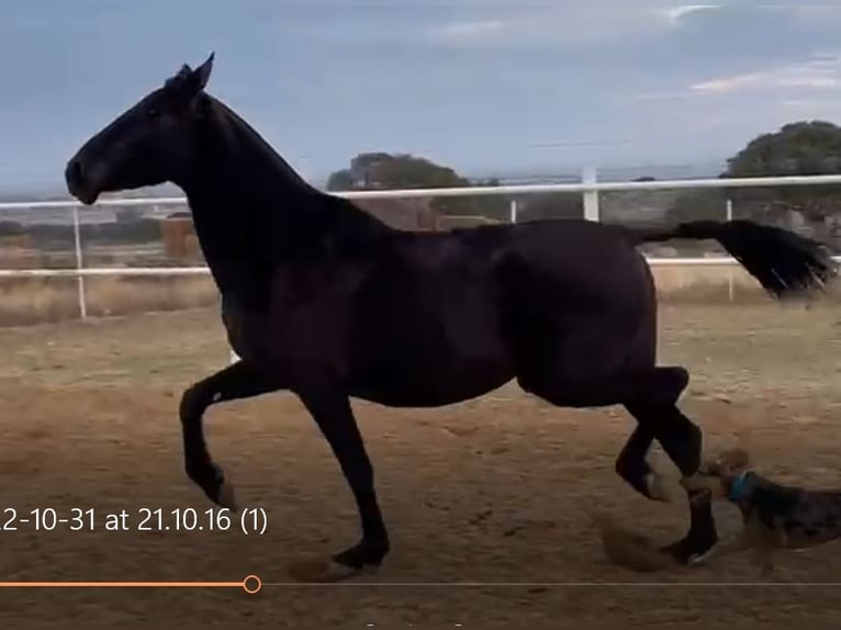 PRE Jument 12 Ans 168 cm Noir in Navalvillar De Pela