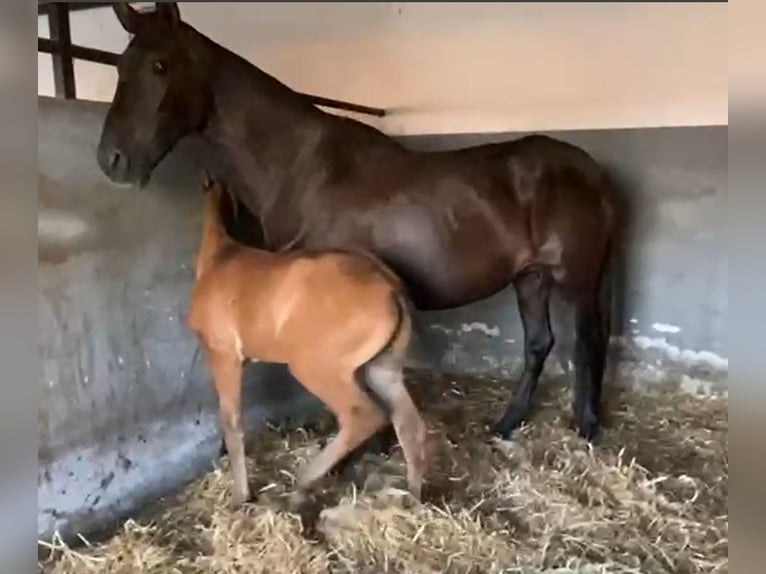 PRE Jument 12 Ans 168 cm Noir in Navalvillar De Pela