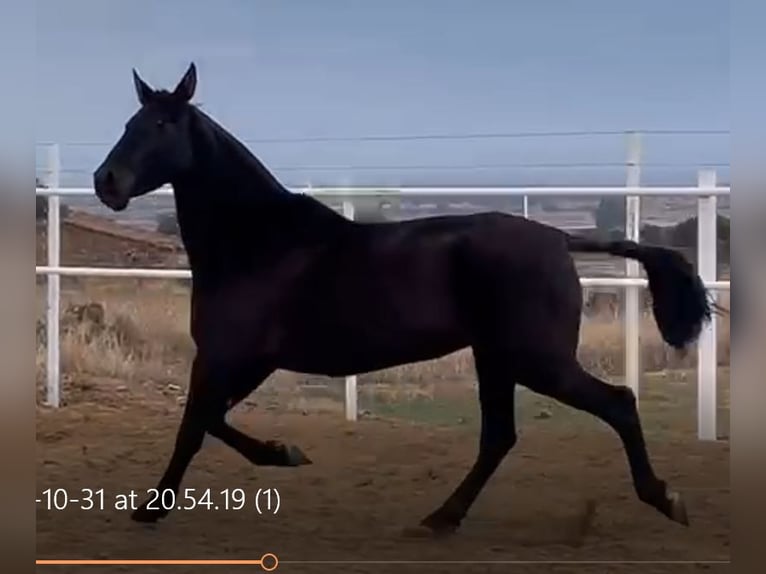 PRE Jument 12 Ans 168 cm Noir in Navalvillar De Pela