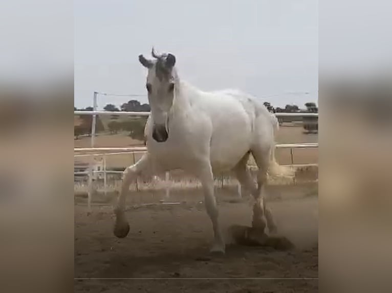 PRE Jument 12 Ans 170 cm Gris moucheté in Navalvillar De Pela