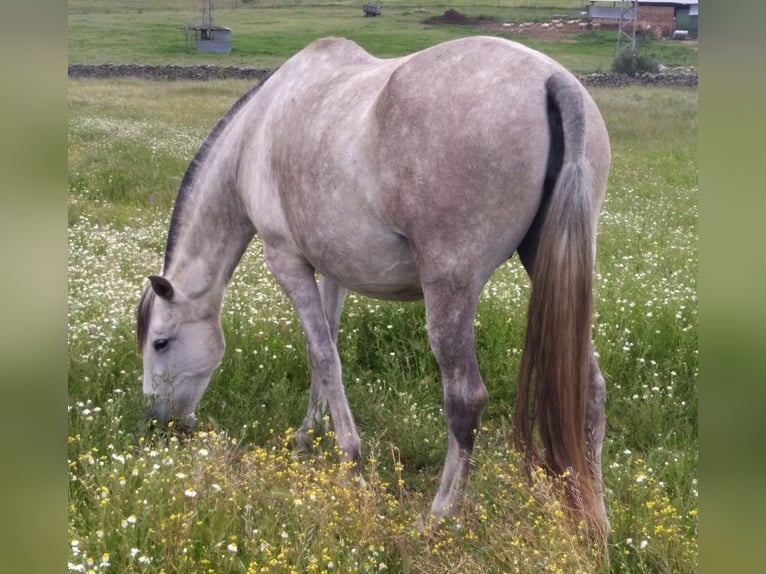 PRE Jument 12 Ans 170 cm Gris moucheté in Navalvillar De Pela