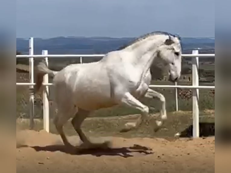 PRE Jument 12 Ans 170 cm Gris moucheté in Navalvillar De Pela