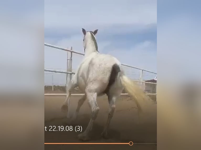 PRE Jument 12 Ans 170 cm Gris moucheté in Navalvillar De Pela