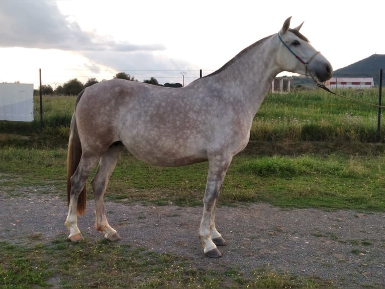 PRE Jument 12 Ans 170 cm Gris moucheté in Navalvillar De Pela