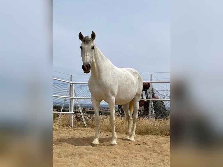 PRE Jument 12 Ans 170 cm Gris moucheté in Navalvillar De Pela