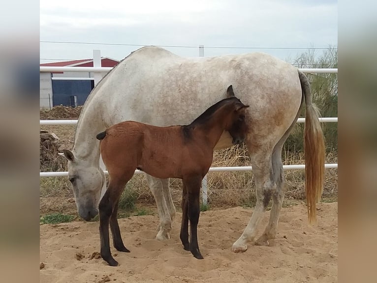 PRE Jument 12 Ans 170 cm Gris moucheté in Navalvillar De Pela