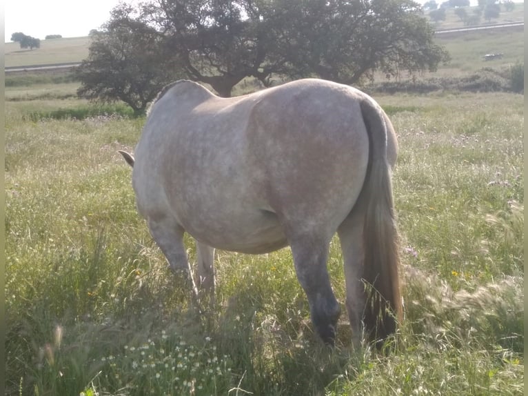 PRE Jument 12 Ans 170 cm Gris moucheté in Navalvillar De Pela