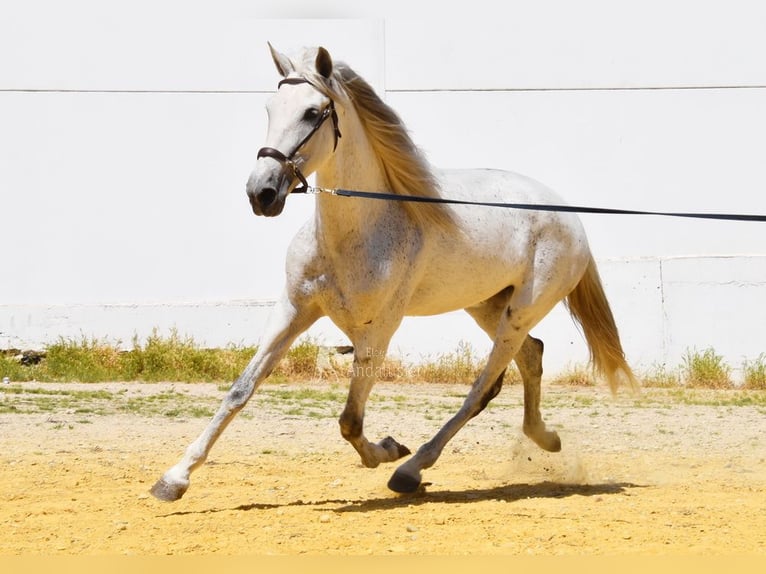 PRE Jument 12 Ans Gris in Provinz Cordoba