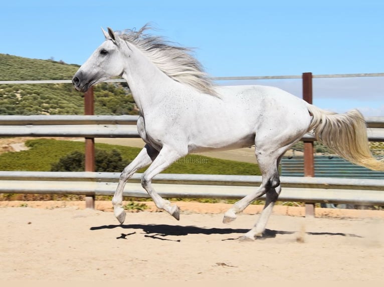 PRE Jument 12 Ans Gris in Provinz Cordoba