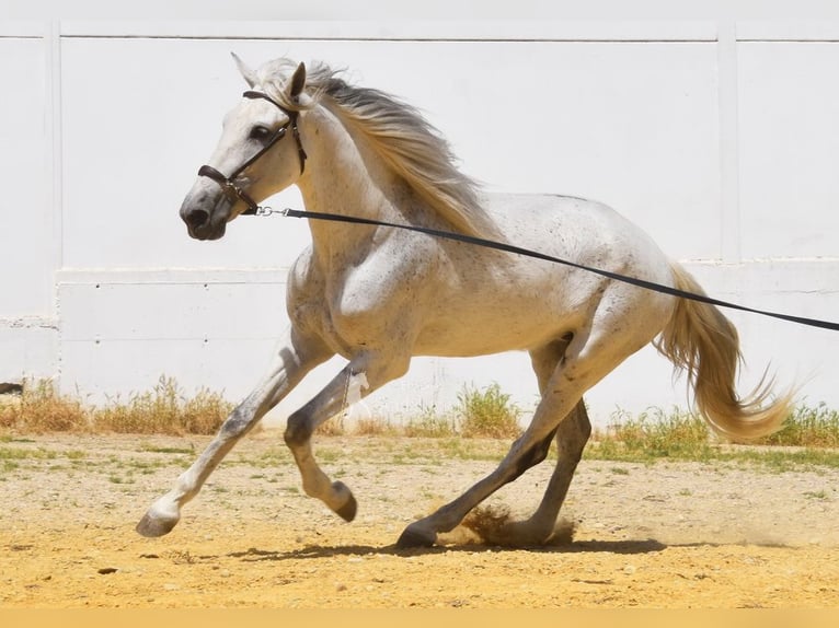 PRE Jument 12 Ans Gris in Provinz Cordoba