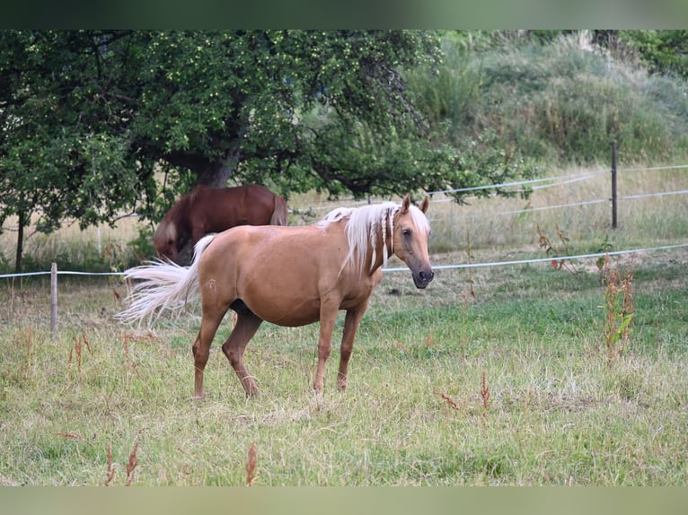 PRE Jument 12 Ans Palomino in Klettgau