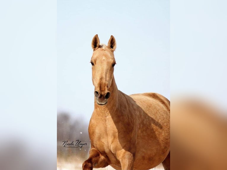 PRE Jument 12 Ans Palomino in Klettgau