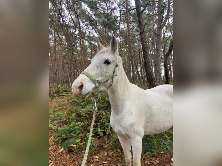 PRE Croisé Jument 13 Ans 143 cm Gris in Geeste