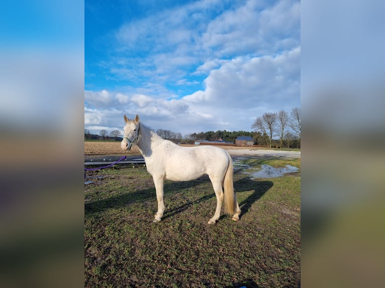 PRE Croisé Jument 13 Ans 143 cm Gris in Geeste