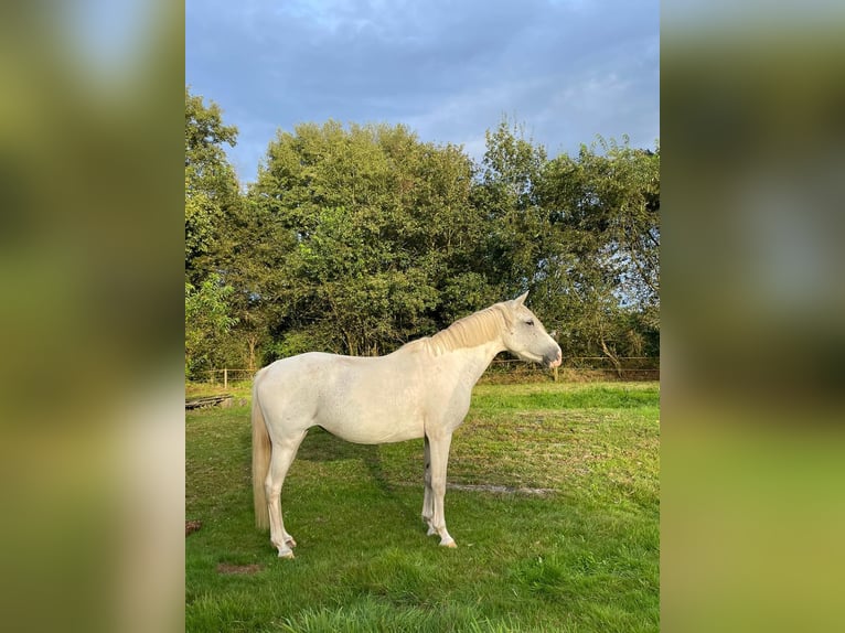 PRE Croisé Jument 13 Ans 143 cm Gris in Geeste