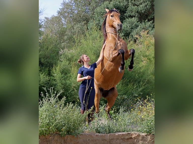 PRE Croisé Jument 13 Ans 151 cm Isabelle in St&#xFC;hlingen