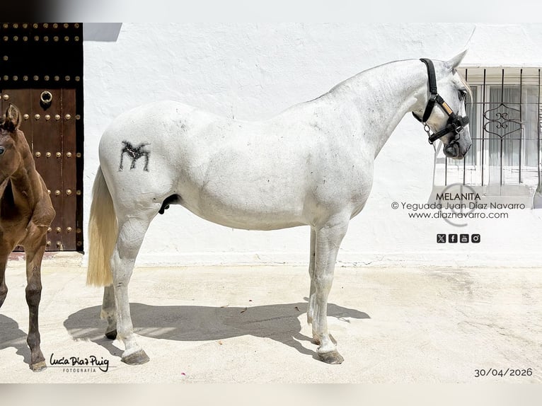 PRE Jument 13 Ans 157 cm Gris in Arjona