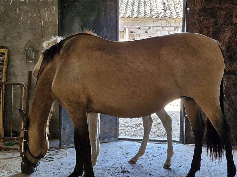 PRE Croisé Jument 13 Ans 158 cm Isabelle in Segovia