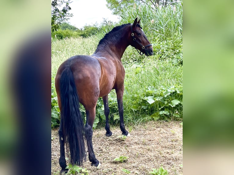 PRE Croisé Jument 13 Ans 162 cm Bai in Zuzenhausen