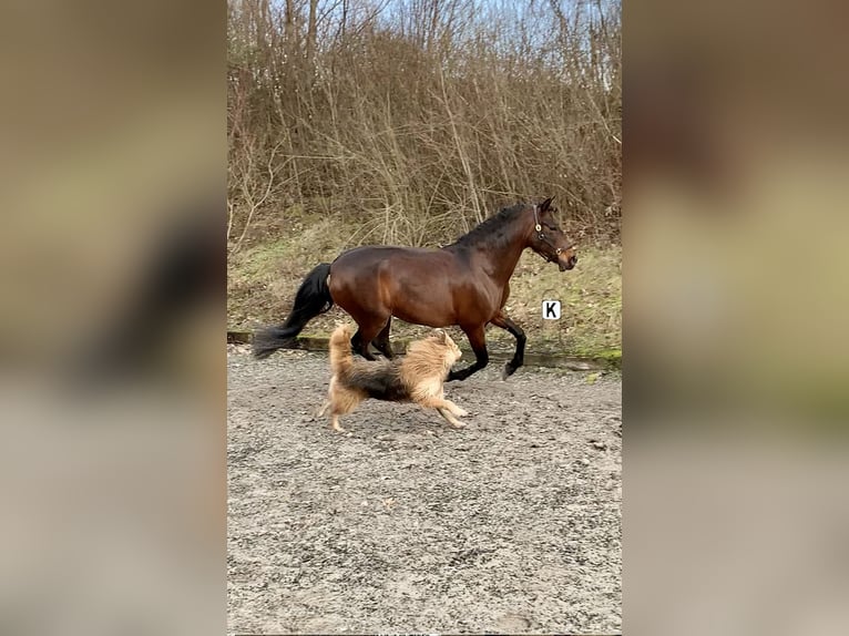 PRE Croisé Jument 13 Ans 162 cm Bai in Zuzenhausen