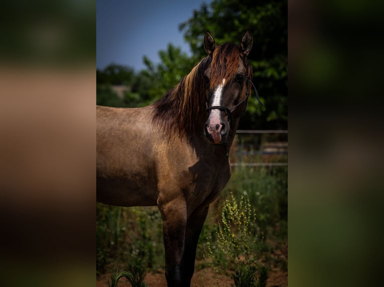 PRE Croisé Jument 13 Ans 162 cm Noir in Valencia