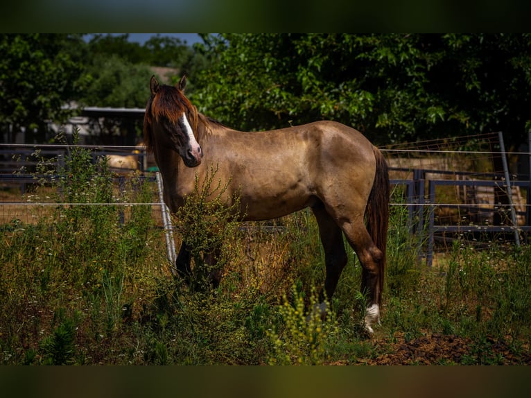 PRE Croisé Jument 13 Ans 162 cm Noir in Valencia