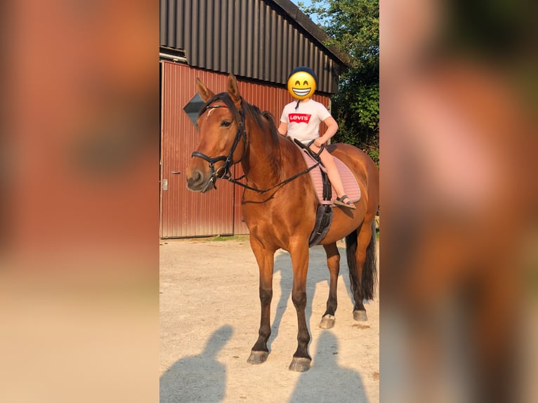 PRE Jument 13 Ans 163 cm Bai in Castrop-Rauxel