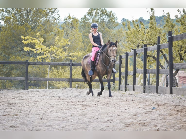 PRE Croisé Jument 13 Ans 163 cm Buckskin in Alcoi/Alcoy