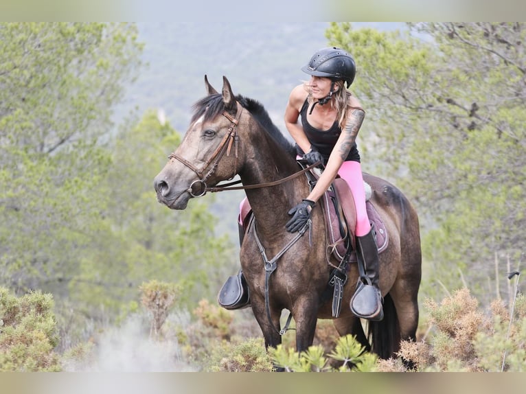 PRE Croisé Jument 13 Ans 163 cm Buckskin in Alcoi/Alcoy