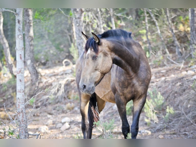 PRE Croisé Jument 13 Ans 163 cm Buckskin in Alcoi/Alcoy