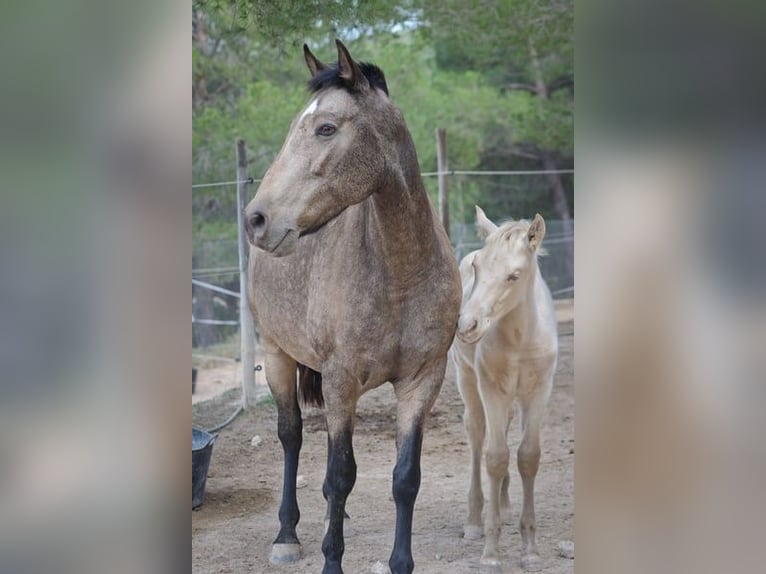 PRE Croisé Jument 13 Ans 163 cm Buckskin in Alcoi/Alcoy