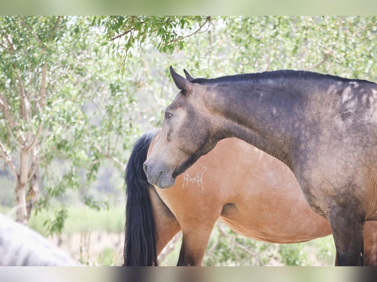 PRE Croisé Jument 13 Ans 163 cm Buckskin in Alcoi/Alcoy