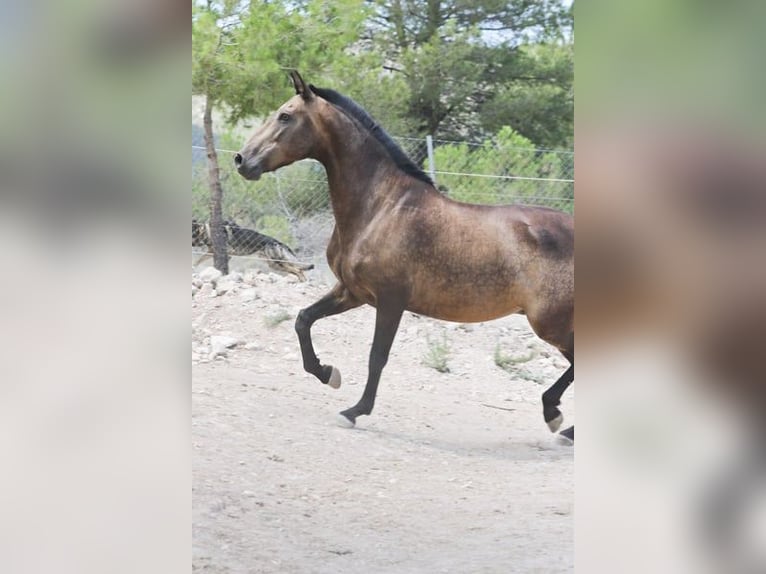 PRE Croisé Jument 13 Ans 163 cm Buckskin in Alcoi/Alcoy