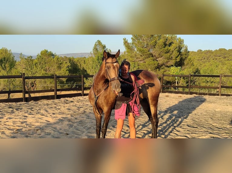 PRE Croisé Jument 13 Ans 163 cm Buckskin in Alcoi/Alcoy