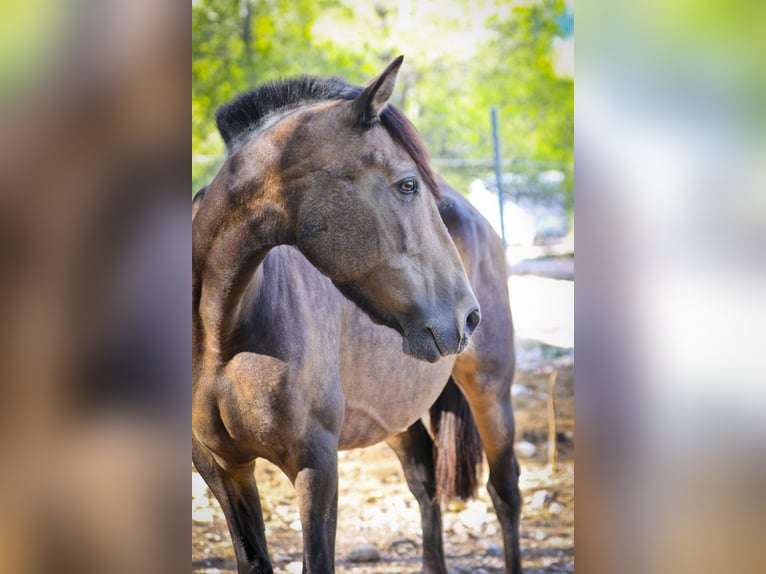 PRE Croisé Jument 13 Ans 163 cm Buckskin in Alcoi/Alcoy